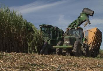 Good harvesting conditions help sugarcane recovery